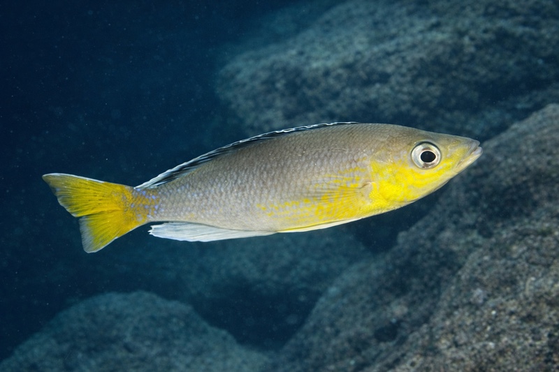 Cyprichromis sp. 'leptosoma jumbo' Katete